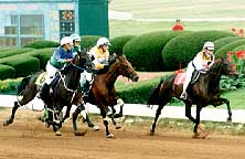 Trotters Under Saddle